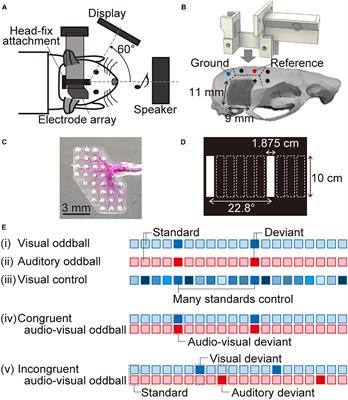 Auditory, Visual, and Cross-Modal Mismatch Negativities in the Rat Auditory and Visual Cortices